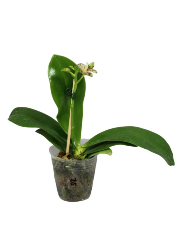 Phalaenopsis Aber Ambo 'Chartreuse'