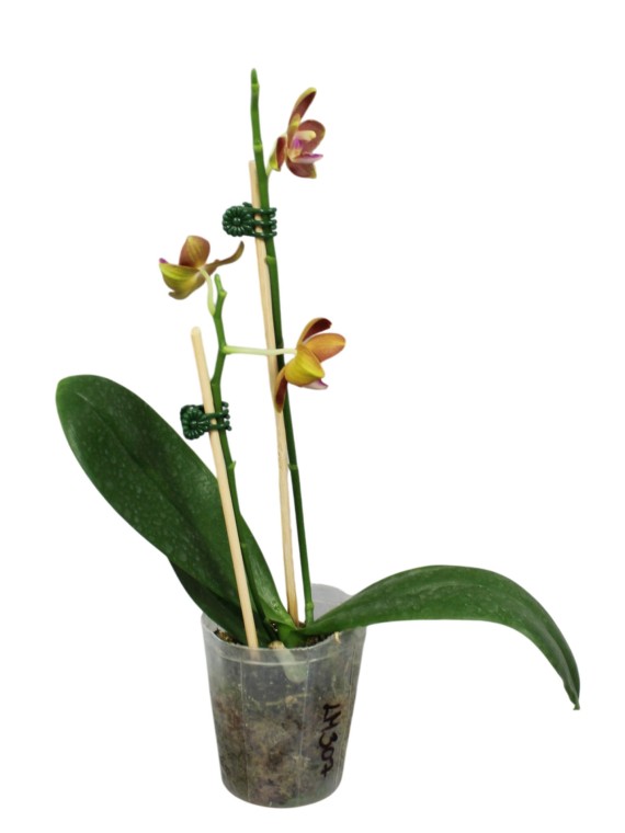 Phalaenopsis Chiali Little Gold  x Phalaenopsis Yushan Little Orange 