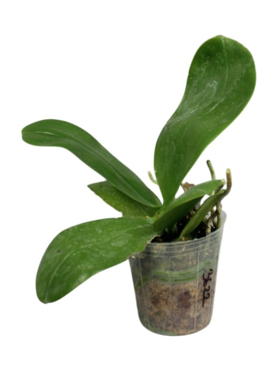 Phalaenopsis Lioulin Blue  Jewel x Phalaenopsis LL.Purple Party