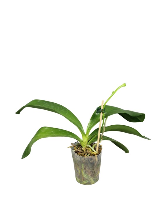 Phalaenopsis pantherina x Phalaenopsis amboinensis 