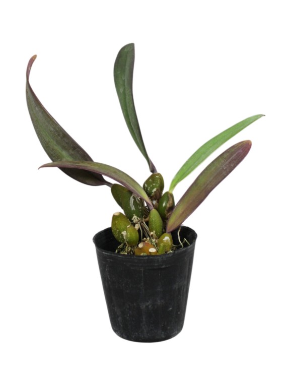 Bulbophyllum phalaenopsis x cruentum
