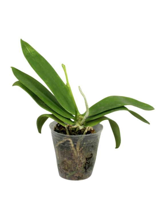 Phalaenopsis mannii x black x sib