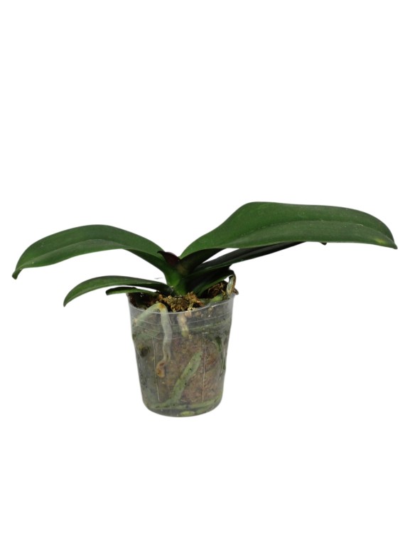 Phalaenopsis Summer Breath ( Sogo Yukidian x Chian Xen Pearl)