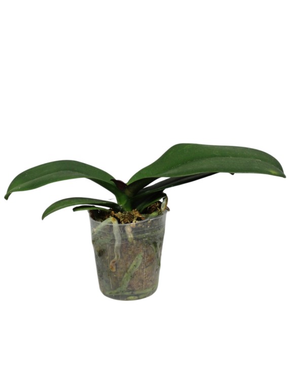 Phalaenopsis Mickeys 'Yava ' x Phalaenopsis Yaphon Surprise Happines 