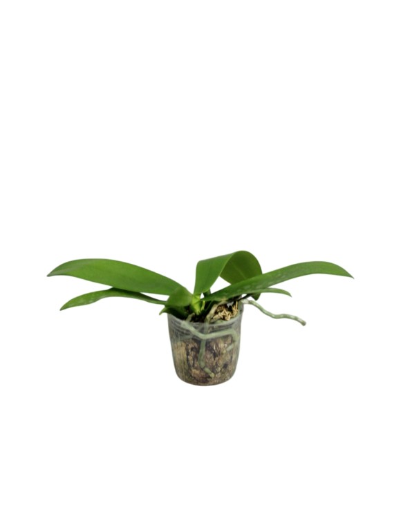 Phalaenopsis Nancy Bechtol 'Maria'