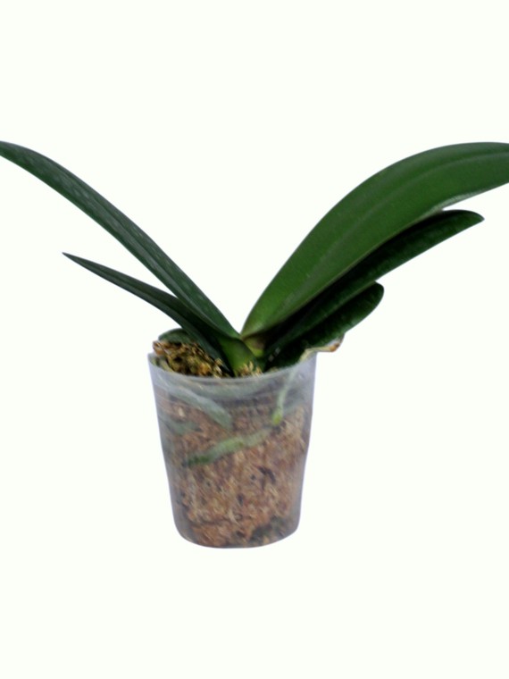 Phalaenopsis (Chiada Gloria x Yu Pin Pearl) 'Splash'