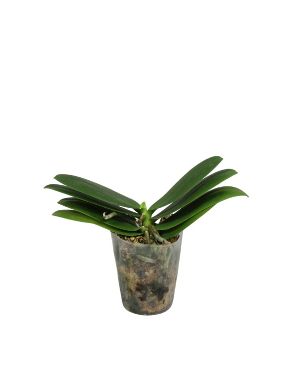 Phalaenopsis 'Allura Andromeda'