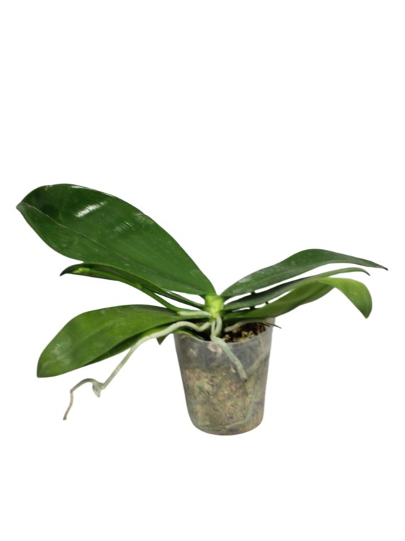 Phalaenopsis stuartiana x sib