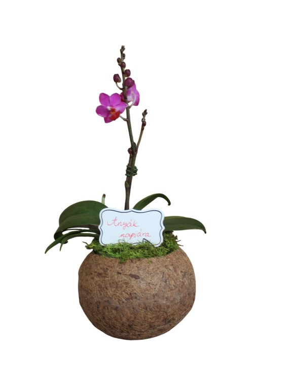 Anyák napi orchidea 01.