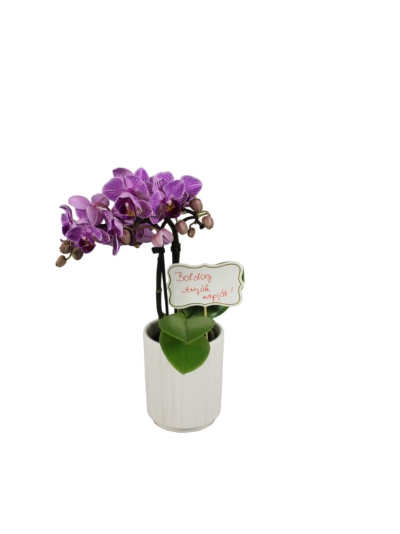 Anyák napi orchidea 04.
