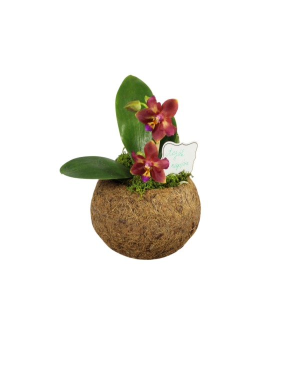 Anyák napi orchidea 05.