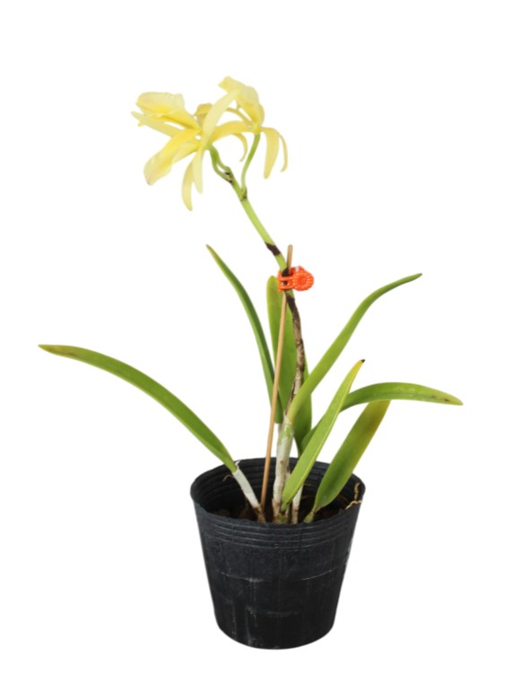 Cahuzacara Hsinying Naranja