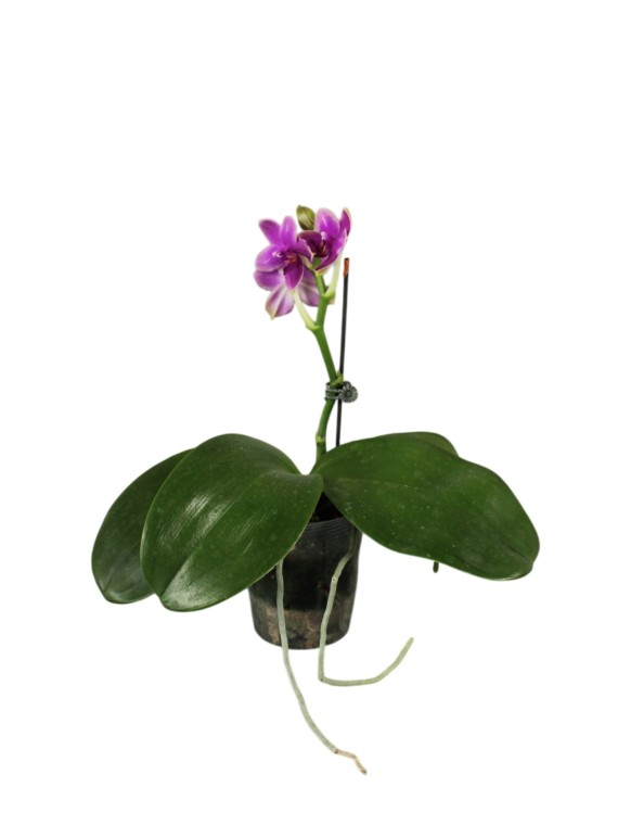Phalaenopsis sp (illatos)