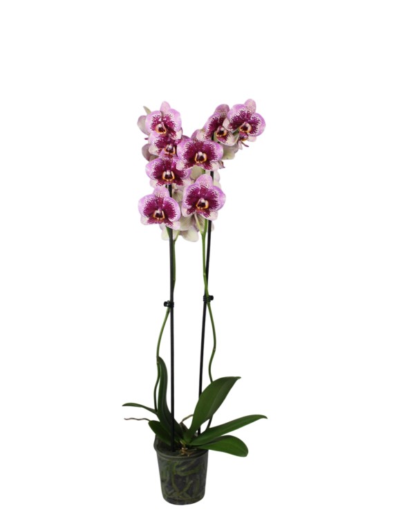 Phalaenopsis 2 száras