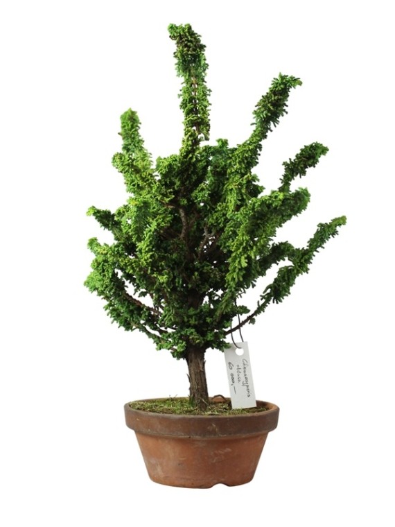 Japán shohin bonsai alapanyag - Chamaecyparis obtusa 'Sekka' 01