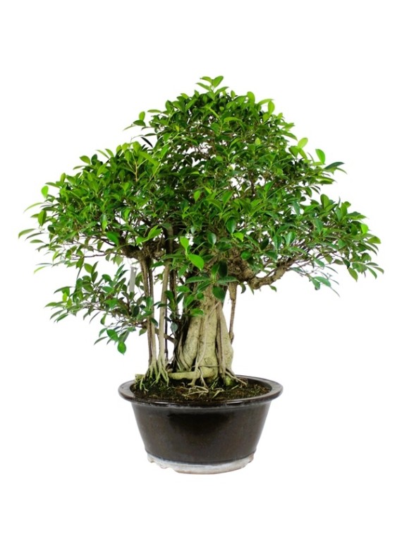 Szoba bonsai erős léggyökerekkel - Ficus retusa 100 cm ( Gumifa )
