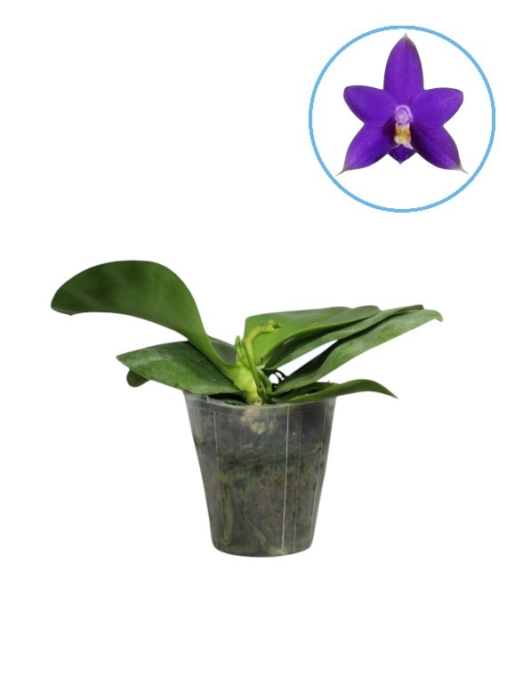 Phalaenopsis violacea indigo x sib