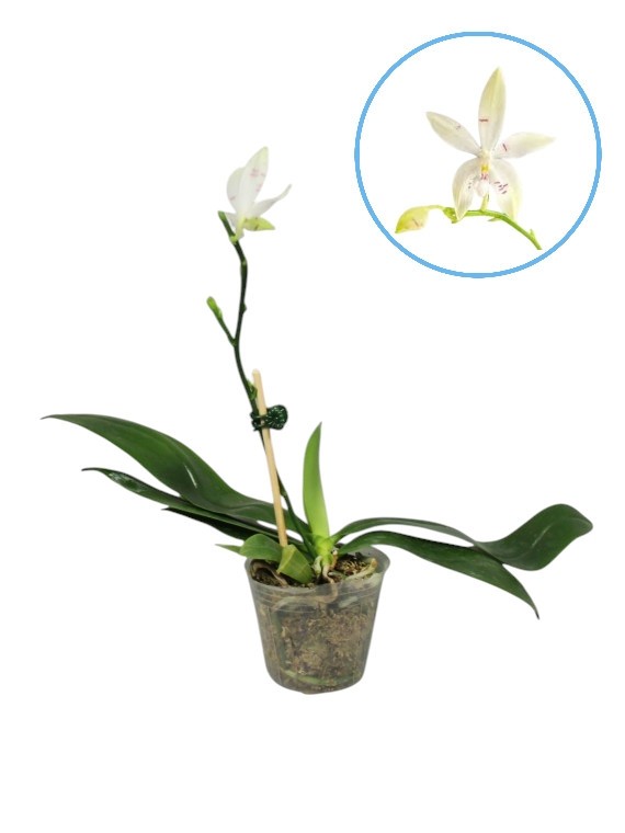 Phalaenopsis tetraspis 'Fire'
