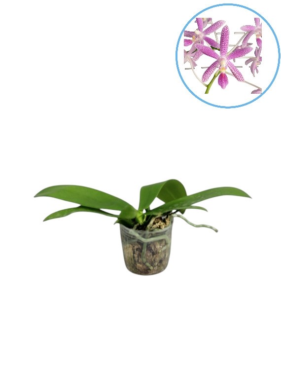 Phalaenopsis Nancy Bechtol 'Maria'