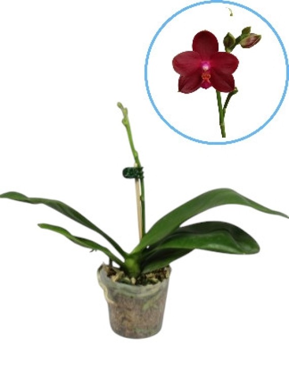 Phalaenopsis Zheng Min Parakeet 'Peter'