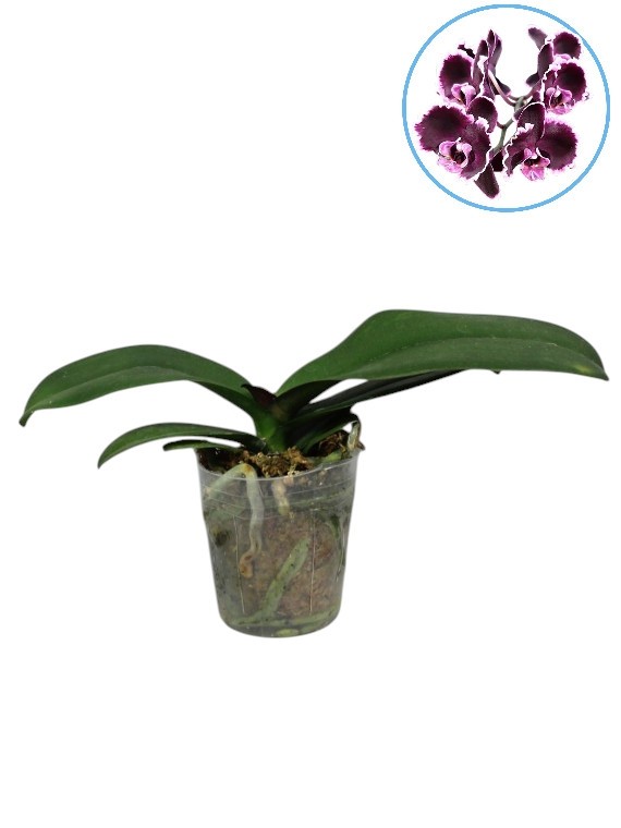 Phalaenopsis Summer Breath ( Sogo Yukidian x Chian Xen Pearl)