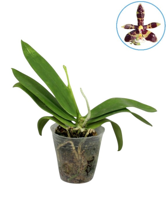 Phalaenopsis mannii x black x sib