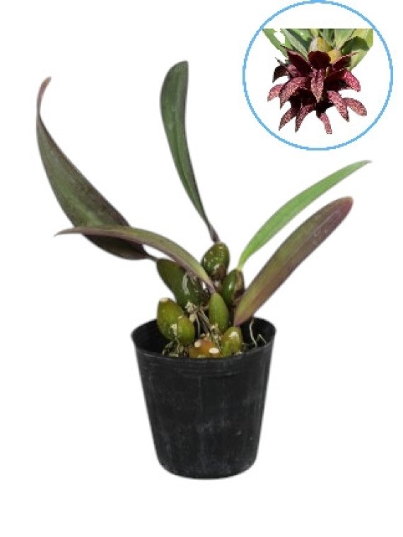 Bulbophyllum phalaenopsis x cruentum