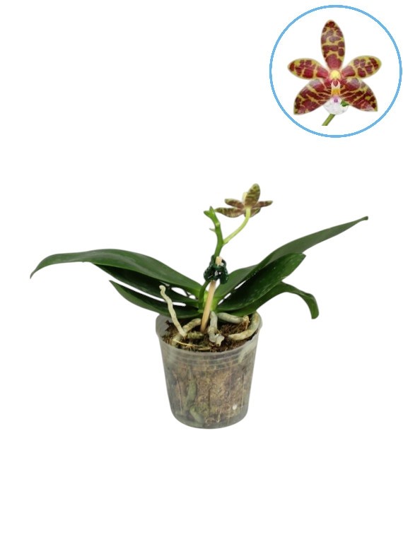 Phalaenopsis Mambo