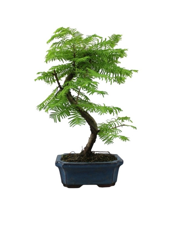 Metasequoia glyptostroboides - Kínai mamutfenyő 15S