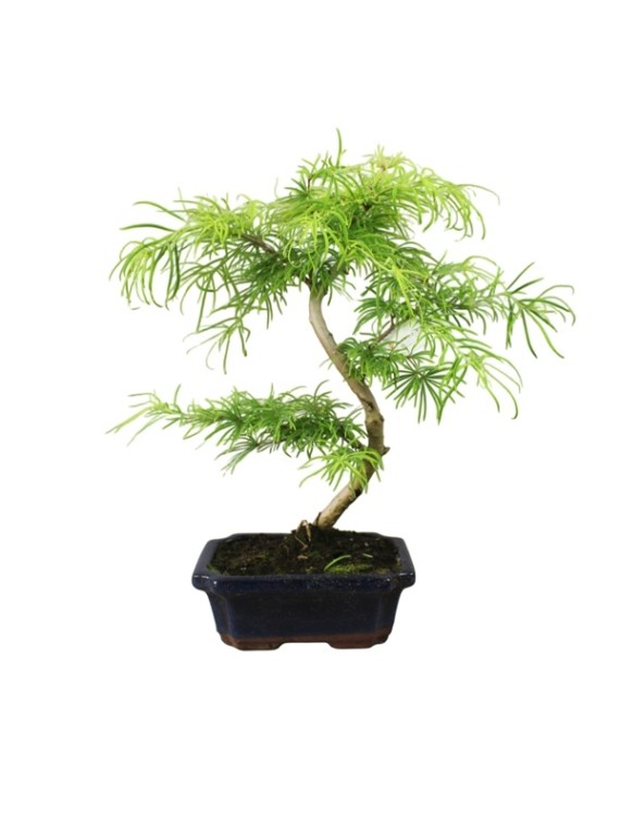 Pseudolarix amabilis - Aranyfenyő bonsai 02. - 20S