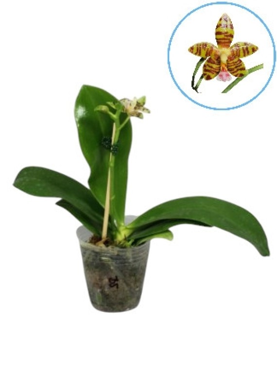 Phalaenopsis Aber Ambo 'Chartreuse'