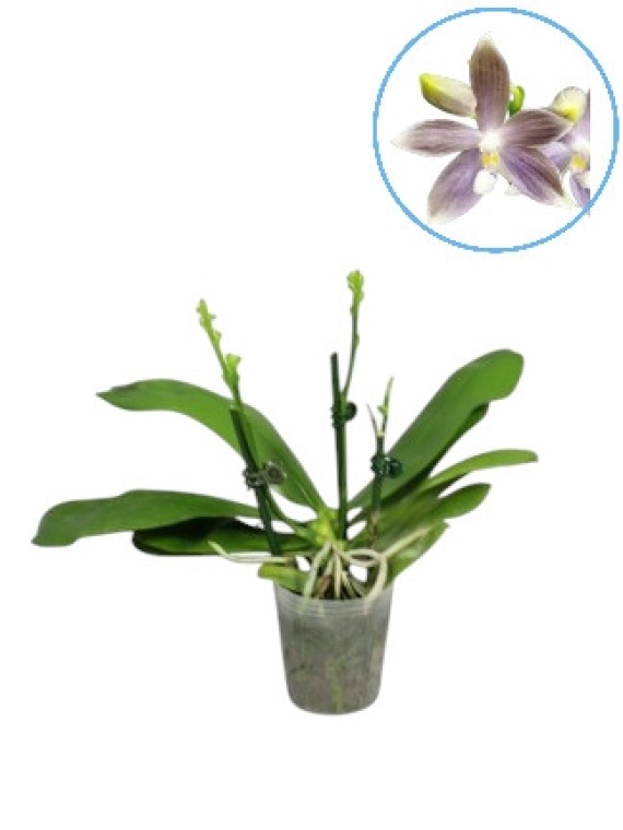Phalaenopsis speciosa 'Iron Purple'