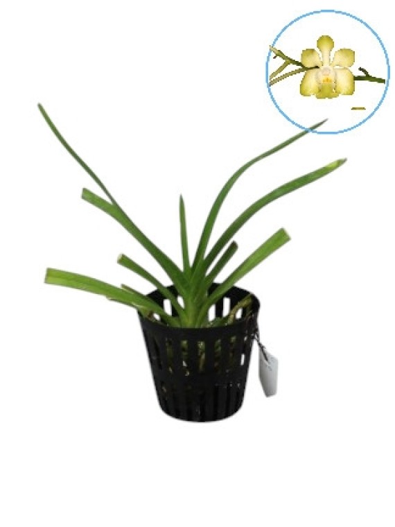 Vanda denisoniana