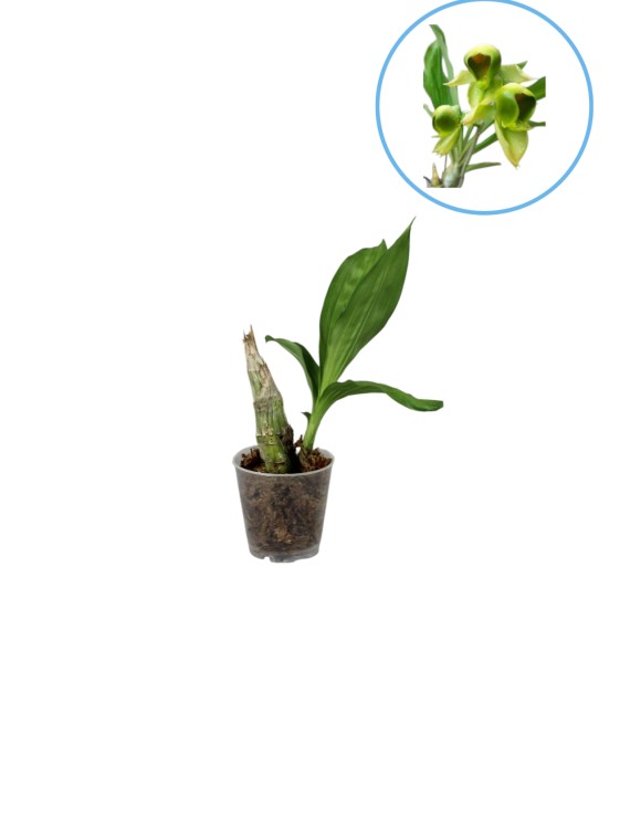 Catasetum viridiflavum