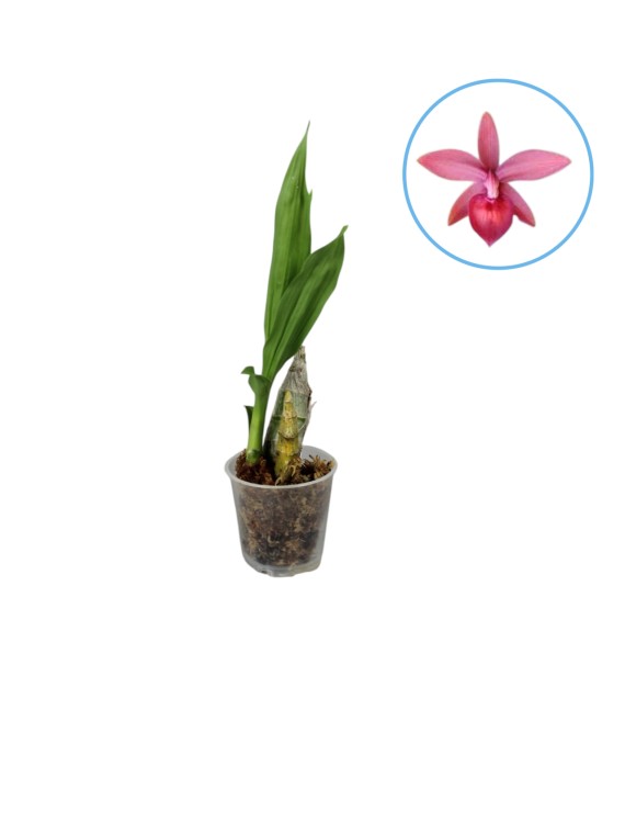 Cycnodes Jumbo Phoenix