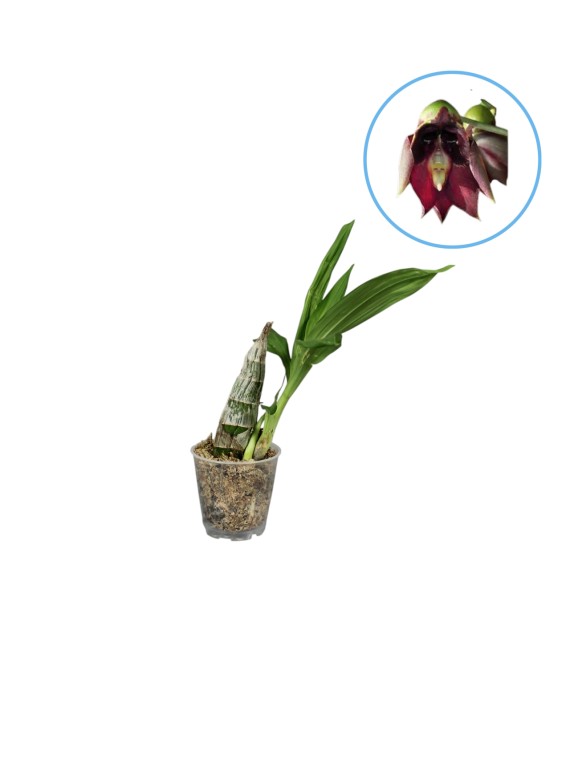 Catasetum Jumbo Carnival