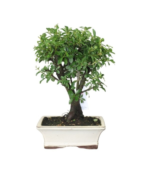 Tűztövis bonsai Pyracantha Sp