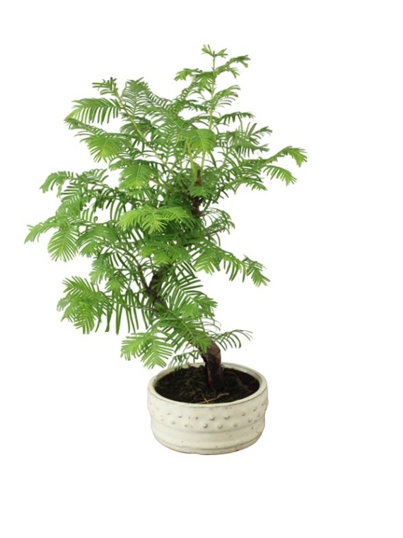  Metasequoia glyptostroboides (Dawn Redwood) in a Round Bonsai Pot