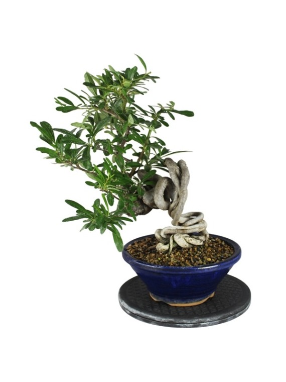 Pyracantha sp. - Tűztövis  neagari bonsai