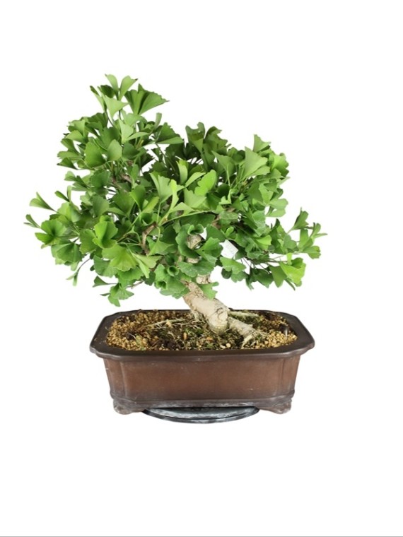 Páfrányfenyő (Ginkgo biloba) bonsai