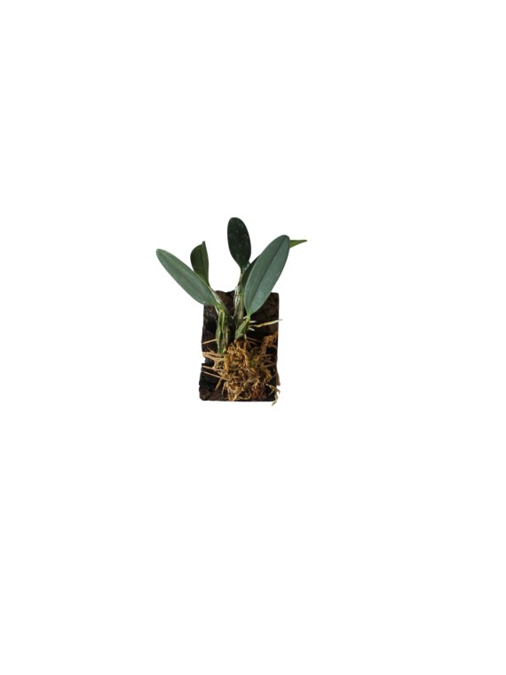 Dendrobium Ueang Pheung 