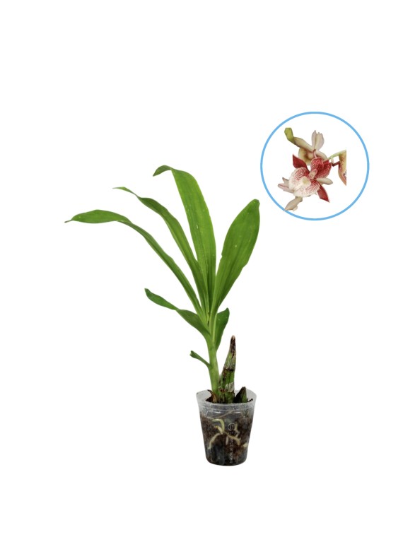 Catasetum Madame Kalaloo