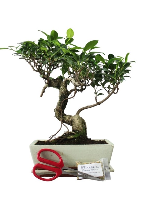 Bonsai ajándék csomag - 45-50 cm magasságú Ficus retusa bonsai (25S)