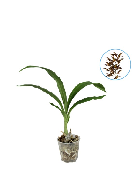 Catasetum osculatum 