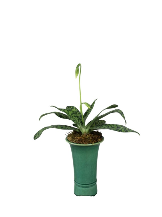 Paphiopedilum Maudiae – Elegáns Kaszkád Tálban