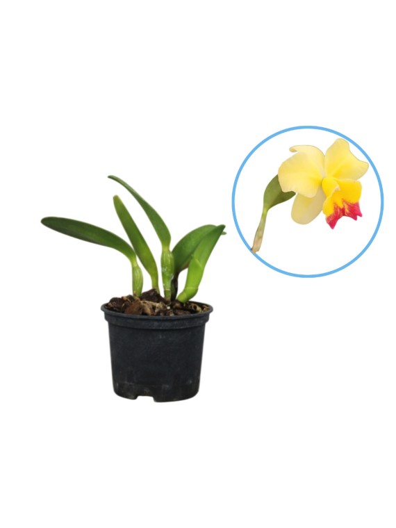 Sc Beaufort x Lc Orglade 's Glow