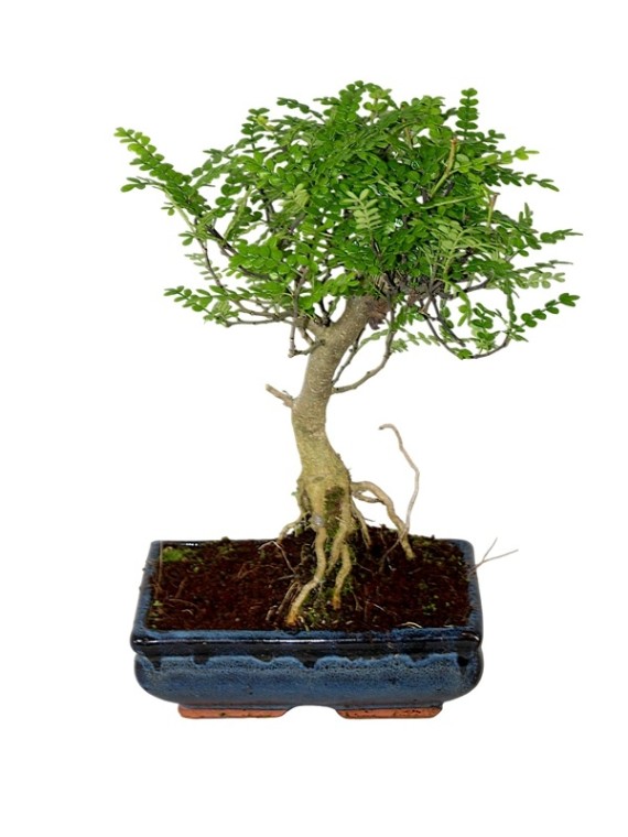 Zanthoxylum piperitum – Japanese Pepper Bonsai 20B