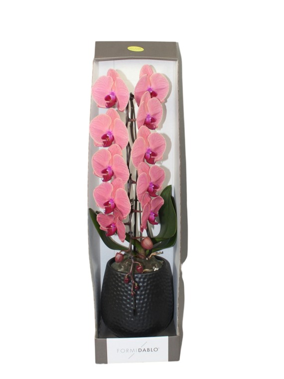 Phalaenopsis Formidablo ( lazac színű virág)