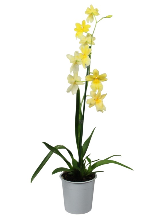 Burrageara Nelly Isler 'Yelow'