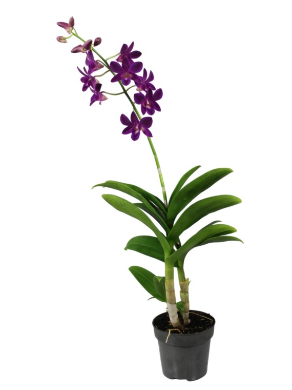 Dendrobium phalaenopsis